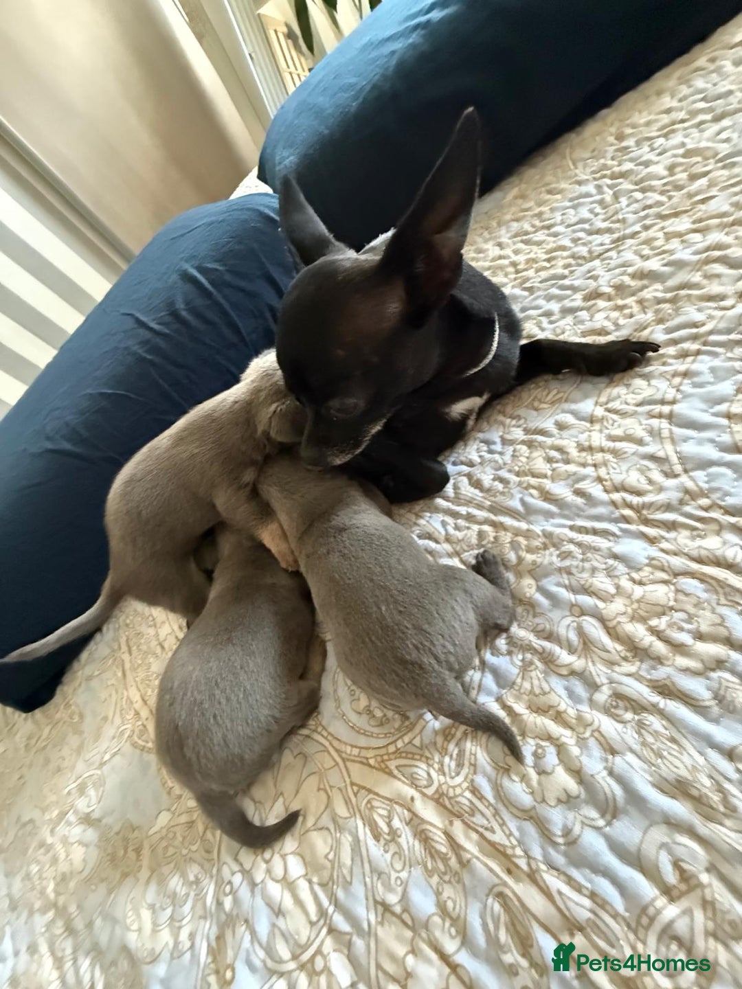 Chihuahua dogs for sale: Best quality Pedigree Puppies KC  - Image 23