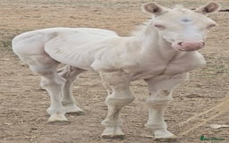 American Quarter horses for sale: Stunning Gold Champagne Filly  - Image 1