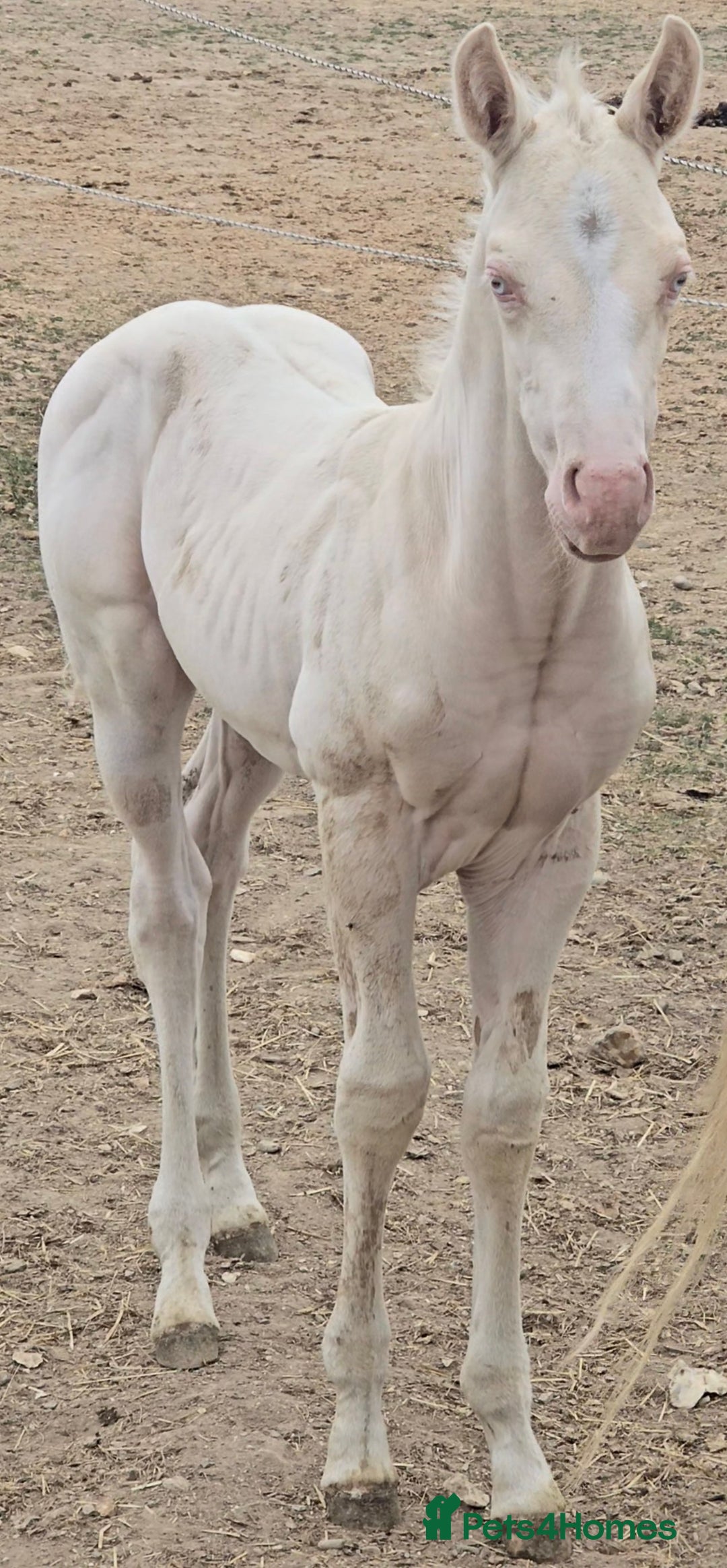 American Quarter horses for sale: Stunning Gold Champagne Filly  - Image 1