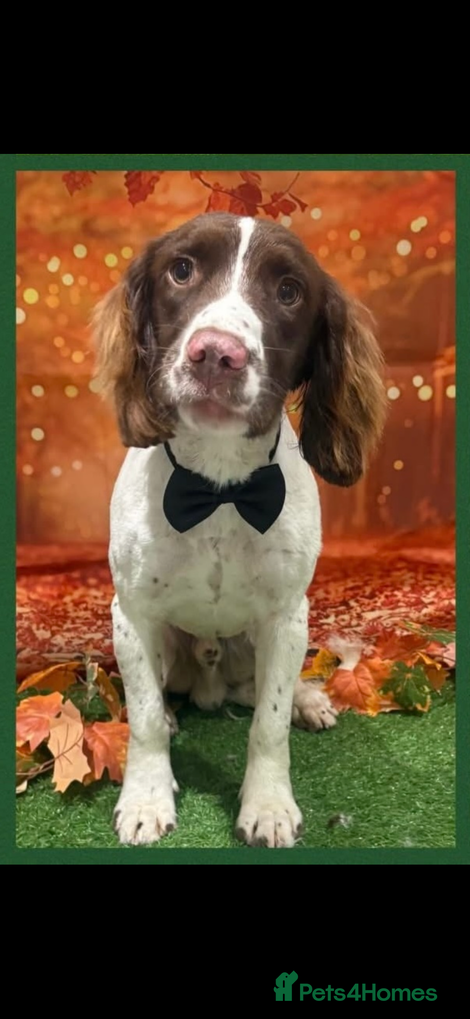 English Springer Spaniel dogs English Springer Spaniel For Sale - Advert 1