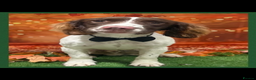 English Springer Spaniel dogs for sale: English Springer Spaniel For Sale - Advert 1