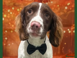 English Springer Spaniel dogs English Springer Spaniel For Sale - Advert 1