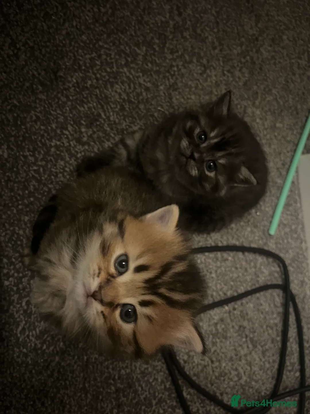 British Shorthair cats for sale: 3 beautiful kittens for sale Bsh/norwegian   - Advert 17