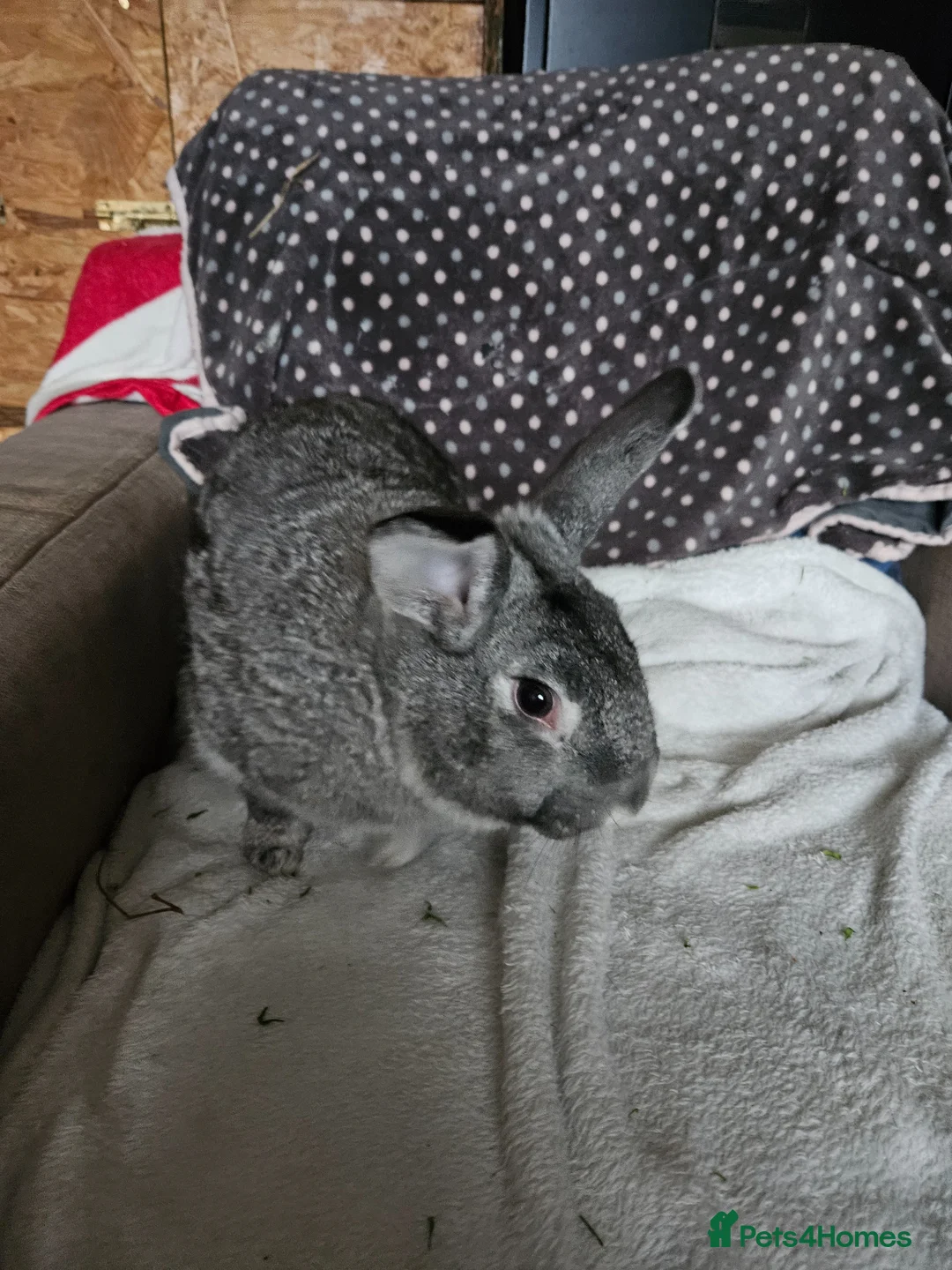 Californian rabbits for sale: Californian boy - Advert 5