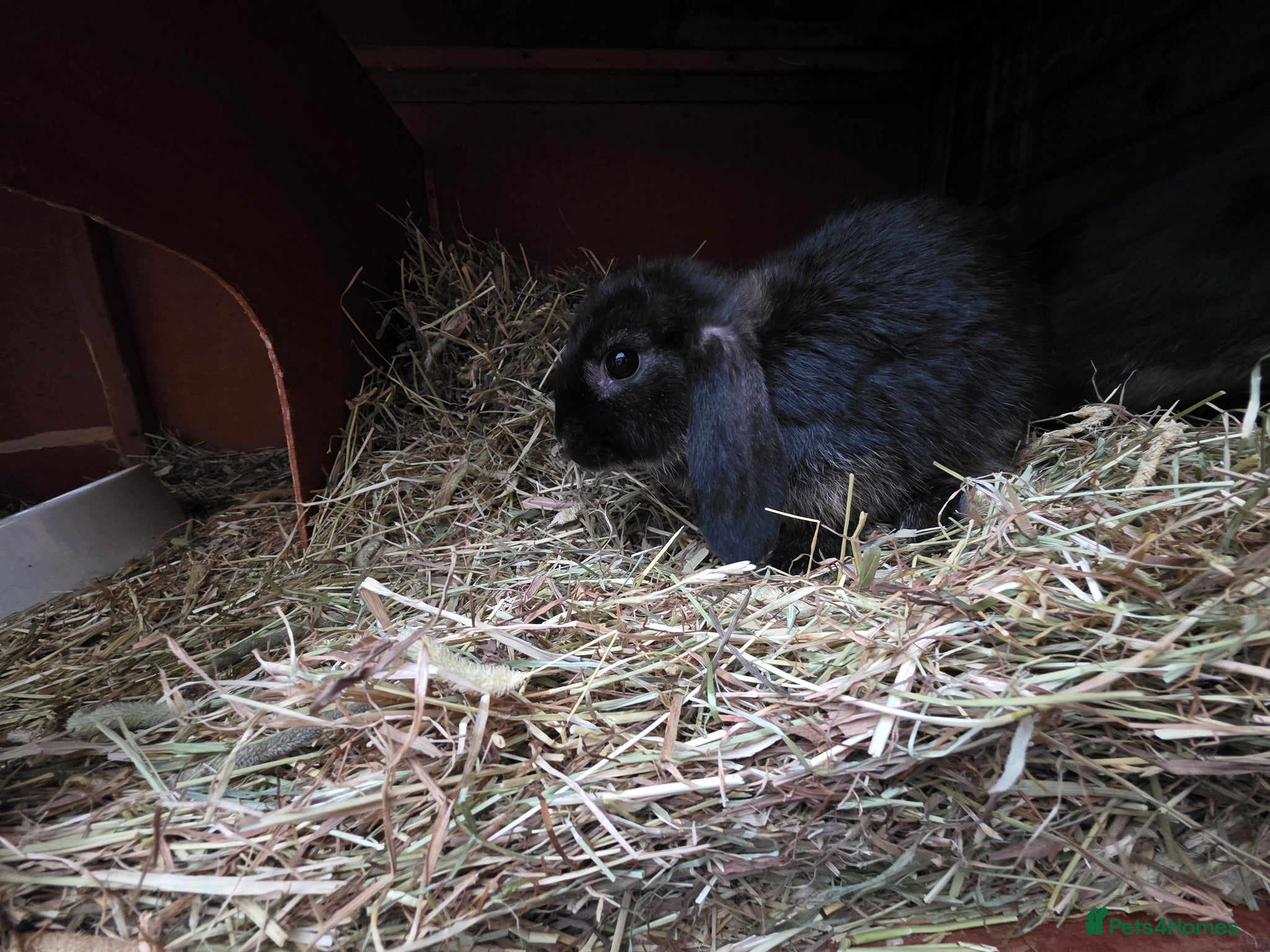 Mixed Breed rabbits Half Mini lop rabbits - Advert 2