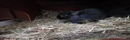 Mixed Breed rabbits for sale: Little black beauties, ready now!  - Advert 4