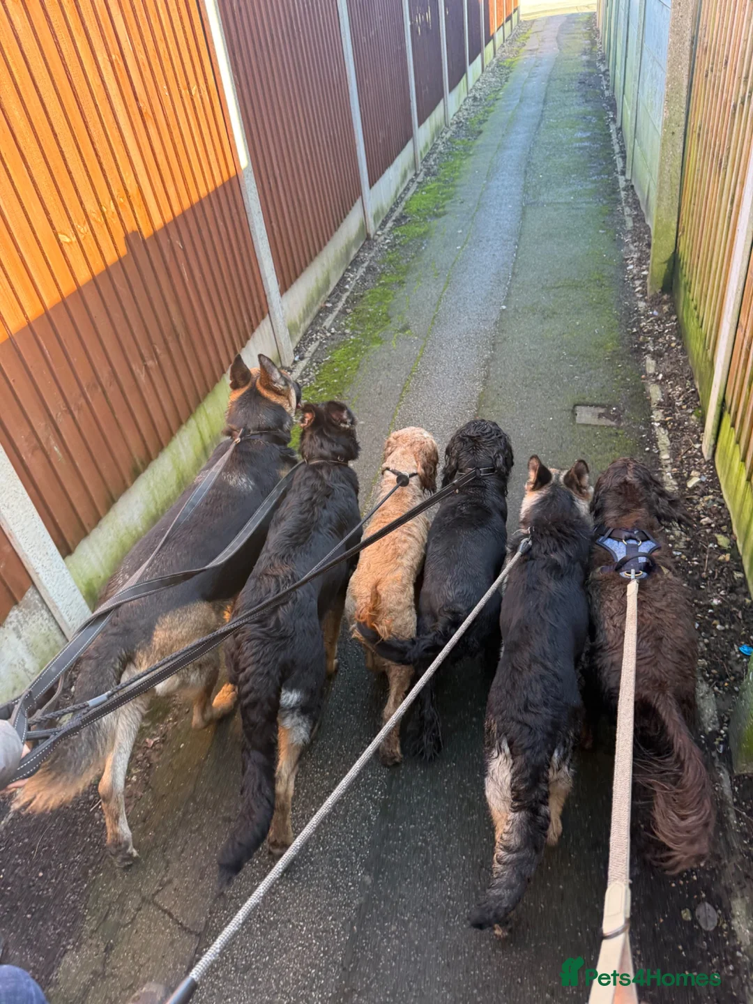 German Shepherd dogs for sale: Male German Shepherd reggie - Advert 12