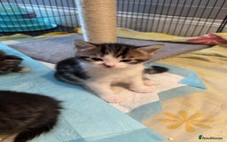 British Shorthair cats for sale: BRITISH BLUE SHORTHAIR X DOMESTIC LONGHAIR  - Image 6