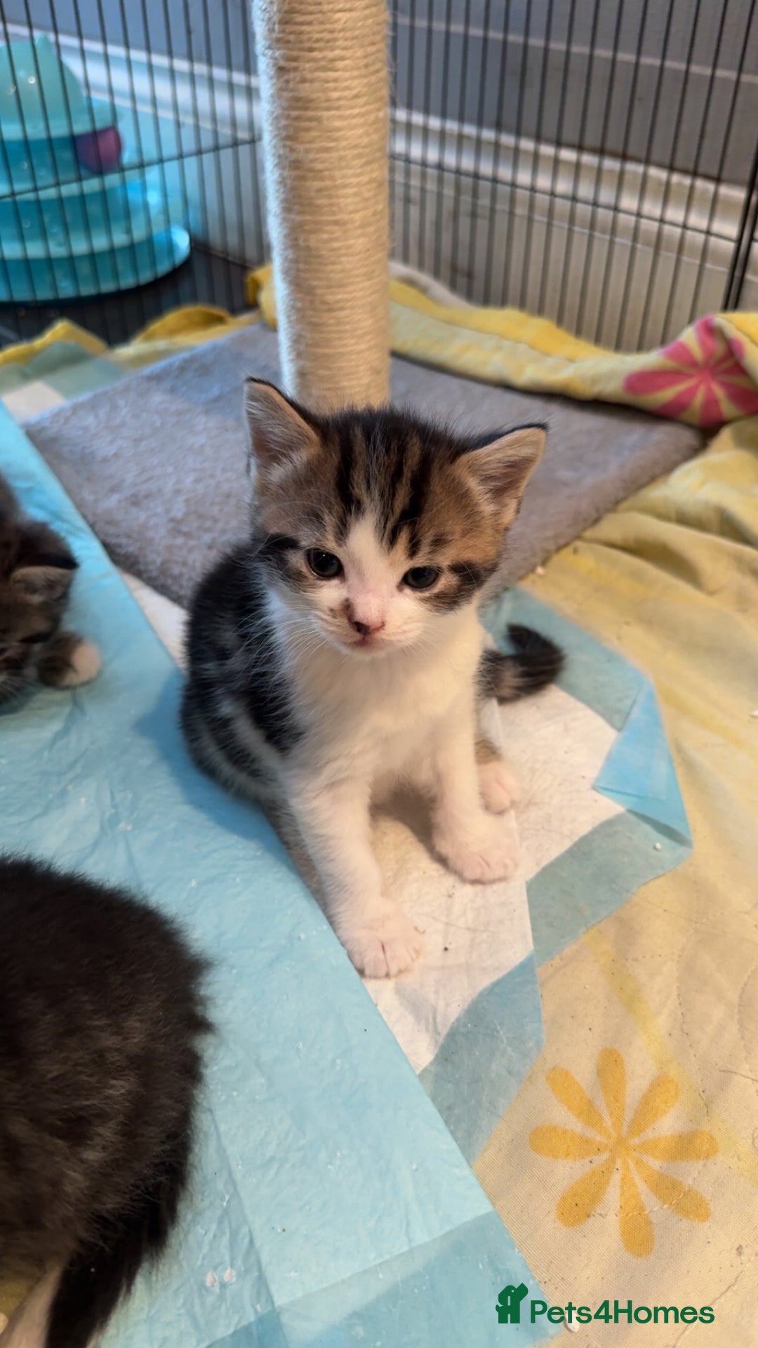 British Shorthair cats for sale: BRITISH BLUE SHORTHAIR X DOMESTIC LONGHAIR  - Image 6