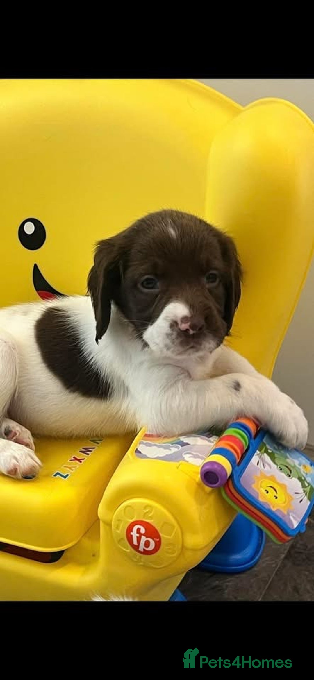 English Springer Spaniel dogs for sale: 2 GIRLS LEFT - English Springer Spaniel Puppies - Image 20