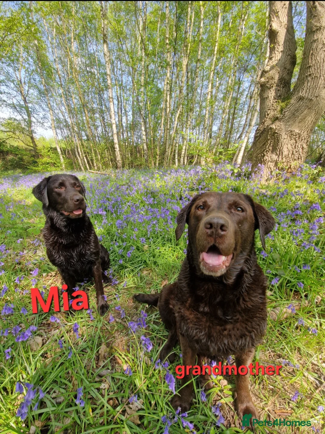 Labrador Retriever dogs for sale: Chocolate Puppies Expected  Waiting List Now Open  - Advert 4