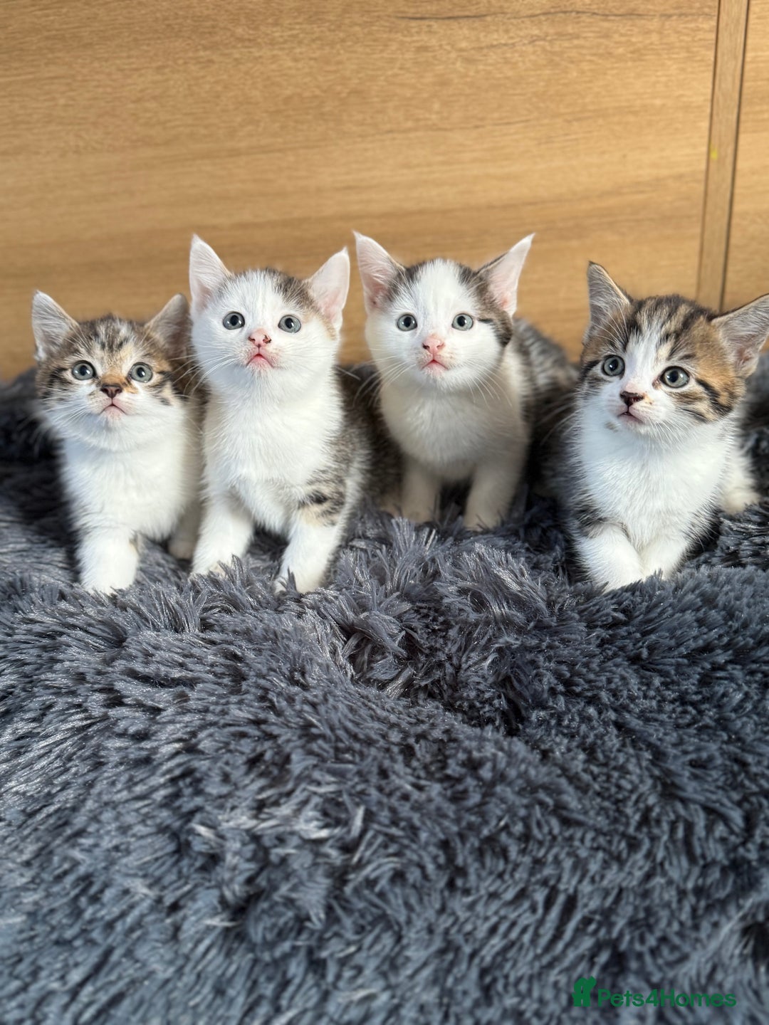 Mixed Breed cats for sale: Mixed kitten - Image 1