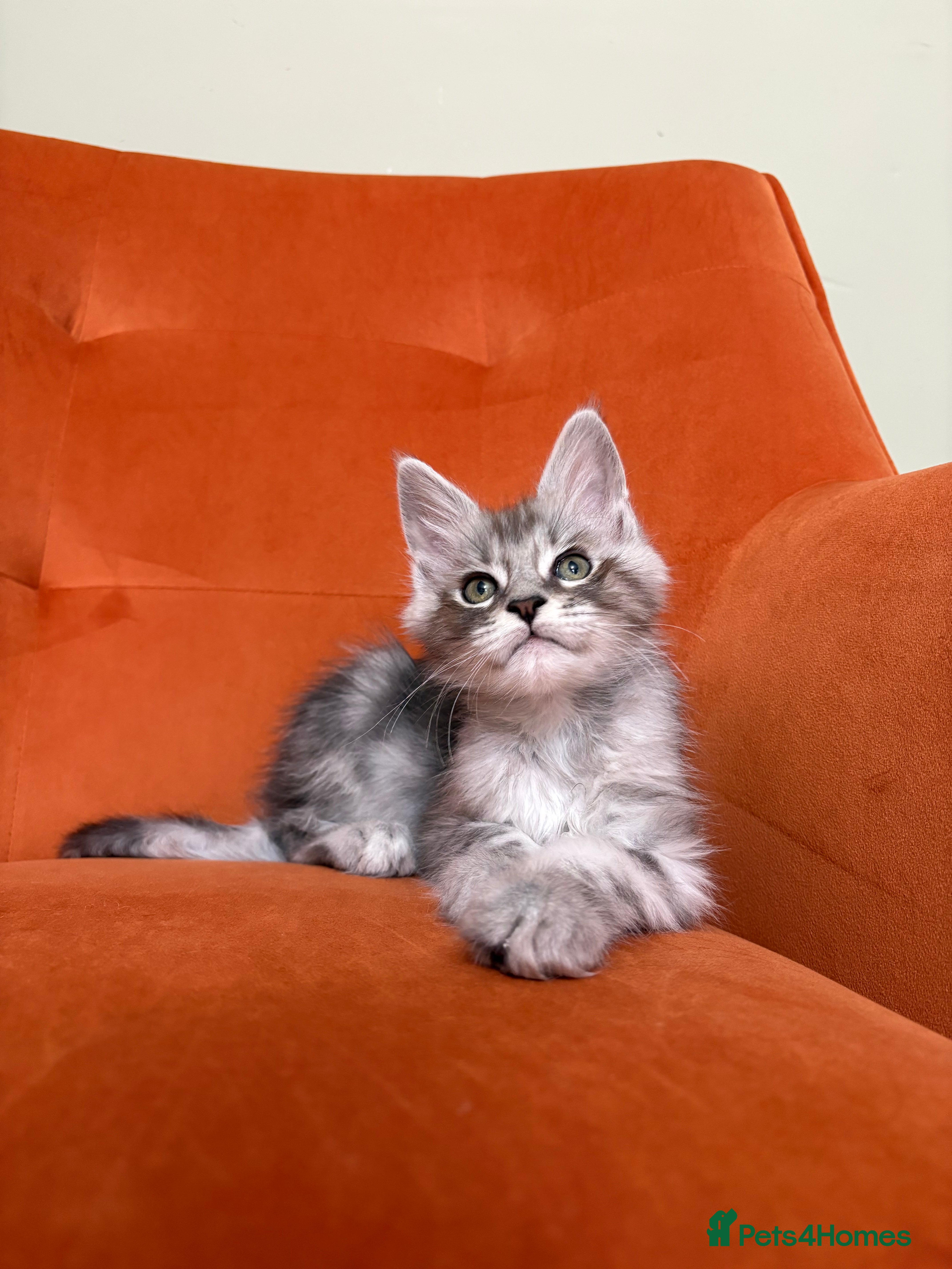 Maine Coon cats Champion bloodlines✨Breathtaking Maine Coon beauty - Advert 2