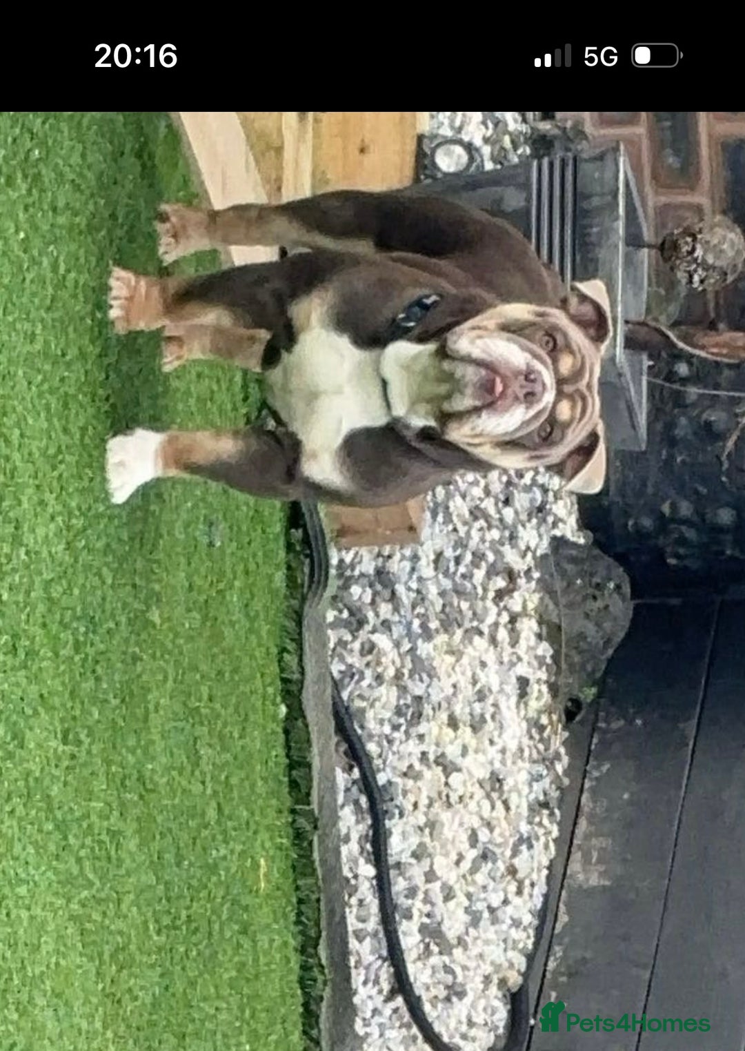 English Bulldog dogs for stud: 🔥FURY🔥 - Image 7