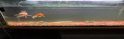 Goldfish fish for sale: 2 goldfish with tank in Wrexham - Advert 3