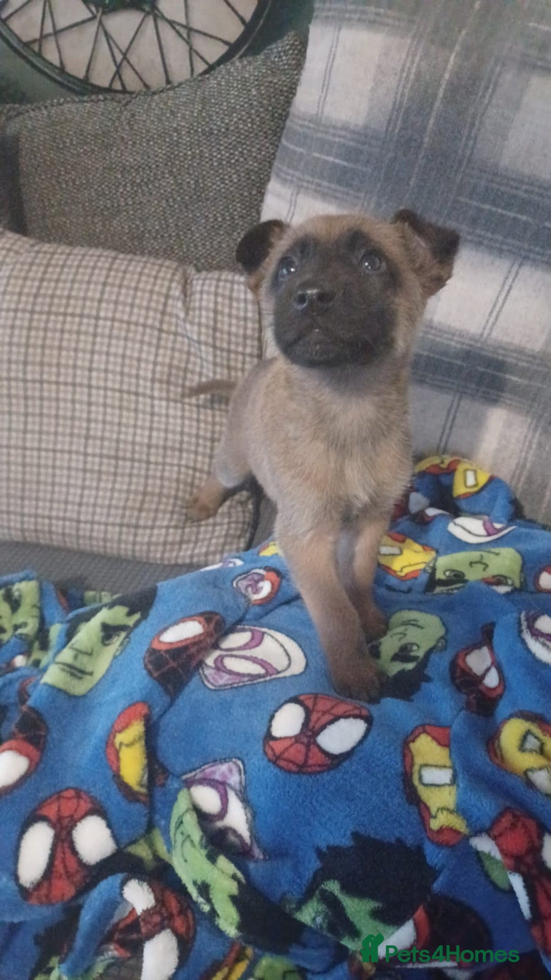 Belgian Shepherd Dog dogs for sale: Belgian Malinois  - Advert 2