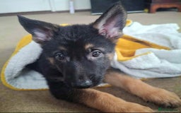 German Shepherd dogs for sale: BEAUTIFUL GERMAN SHEPHERD PUPS READY NOW - Image 29