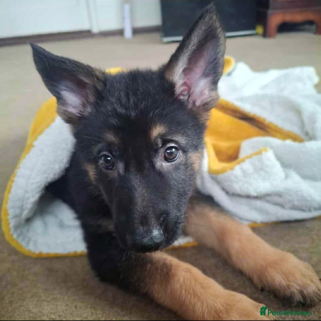 German Shepherd dogs for sale: BEAUTIFUL GERMAN SHEPHERD PUPS READY NOW - Image 29