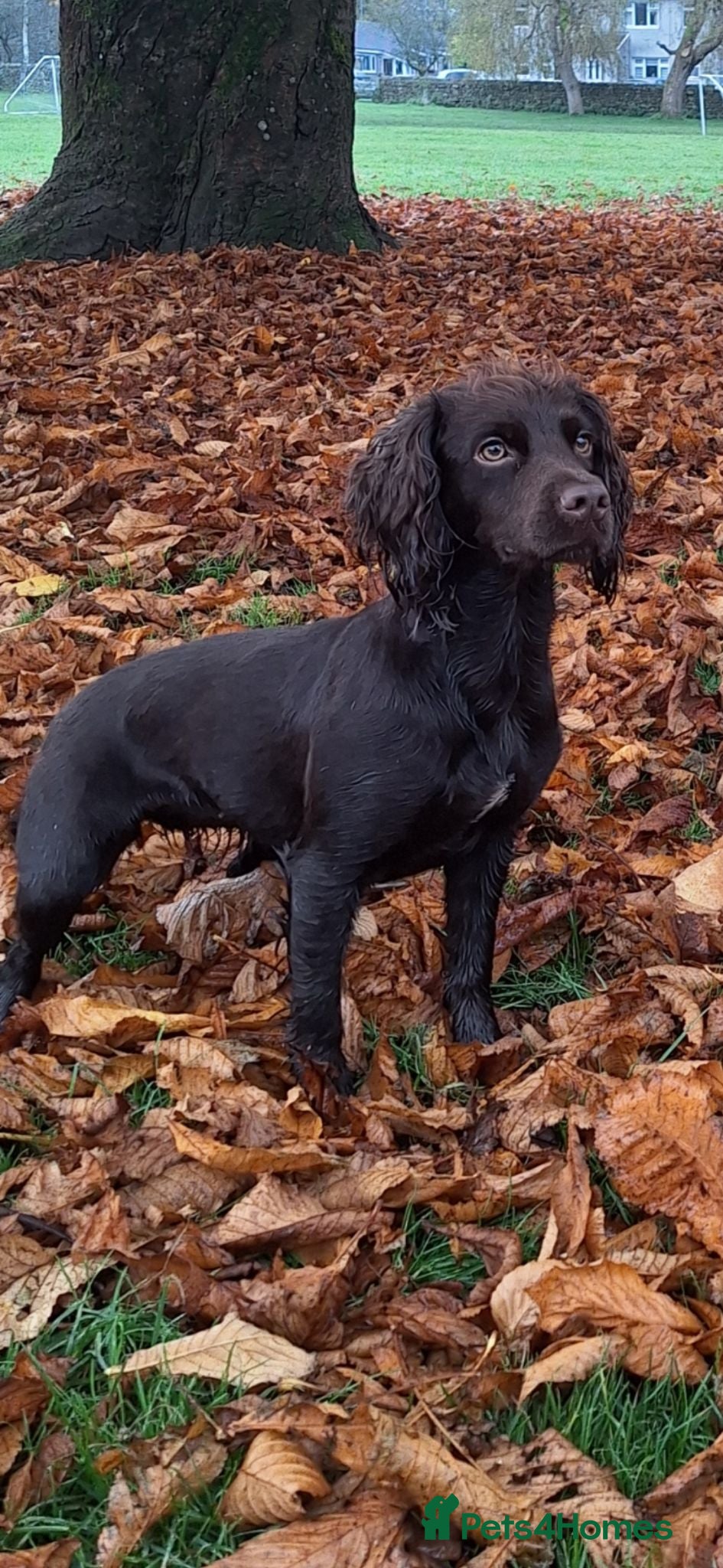 Cocker Spaniel dogs KC Cocker Spaniel-Black and Golden Boys Available - Advert 4