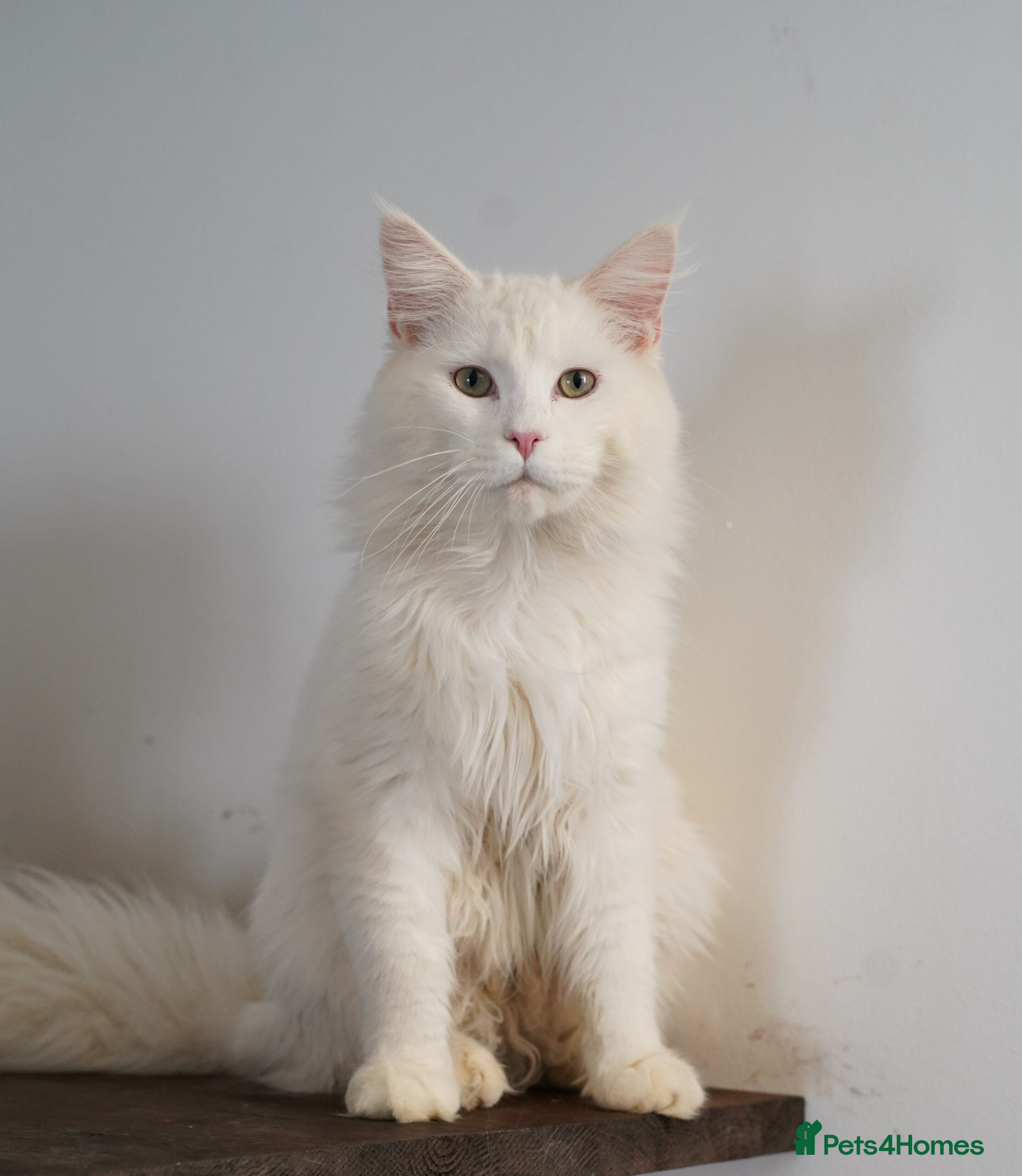 Maine Coon cats MAINE COON KITTENS WITH WORLD CHAMPION BLOODLINES - Advert 2