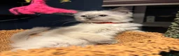 Ragdoll cats for sale: Ragdoll seal point/bluepoint - Advert 12
