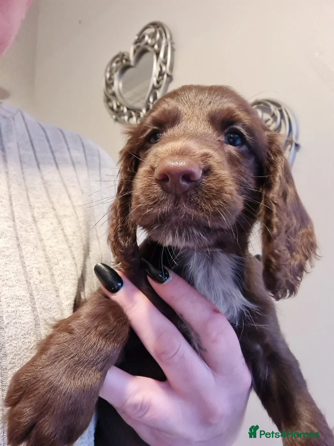 Cocker Spaniel dogs for sale: 5 Gorgeous Working Cockers - Advert 7