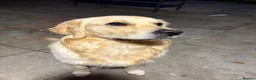 Golden Retriever dogs for stud: Golden retriever for stud - Advert 22