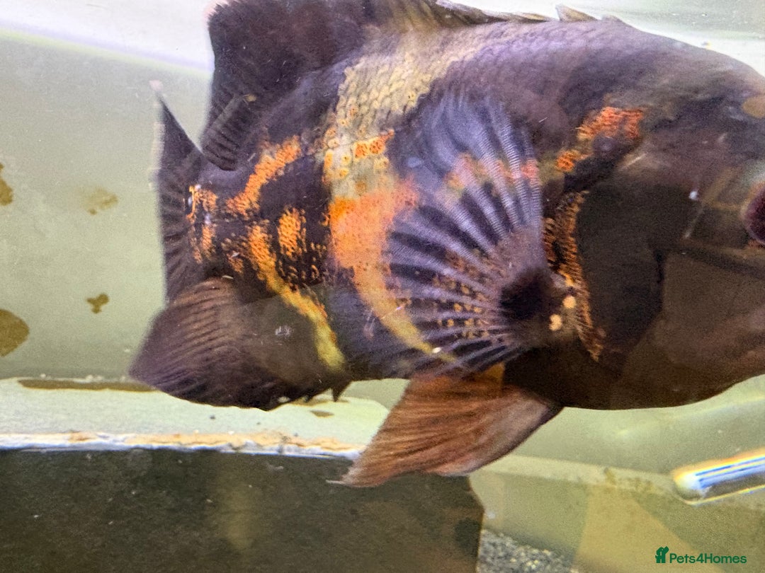 Other/Mixed Breed fish for sale: 2 Birchirs 2 Oscars - Image 10