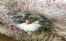 Maine Coon cats for sale: 5 Generation pedigree BLACK SMOKE kittens  - Image 21