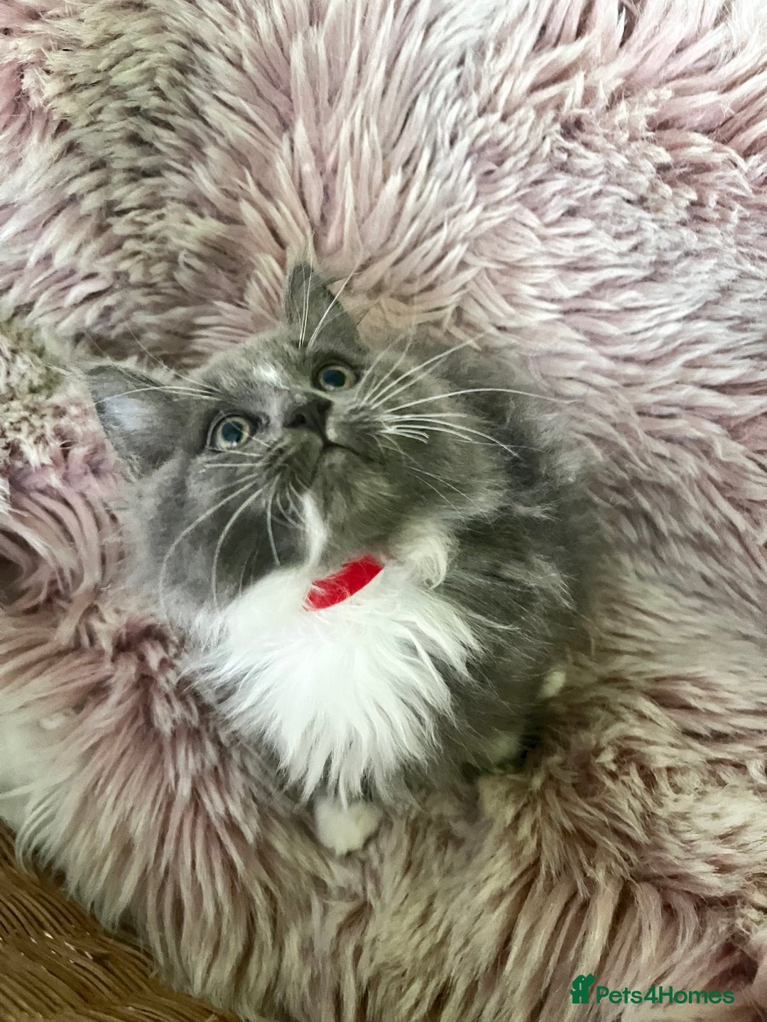 Maine Coon cats for sale: 5 Generation pedigree BLACK SMOKE kittens  - Image 21