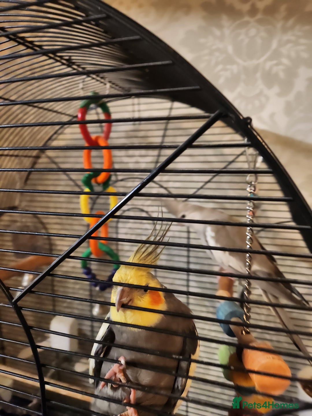 Cockatiels birds for sale: Breeding pair Cockatiels  - Image 4