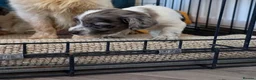 Cocker Spaniel dogs for sale: Working cocker spaniel onlt 2 left - Advert 9