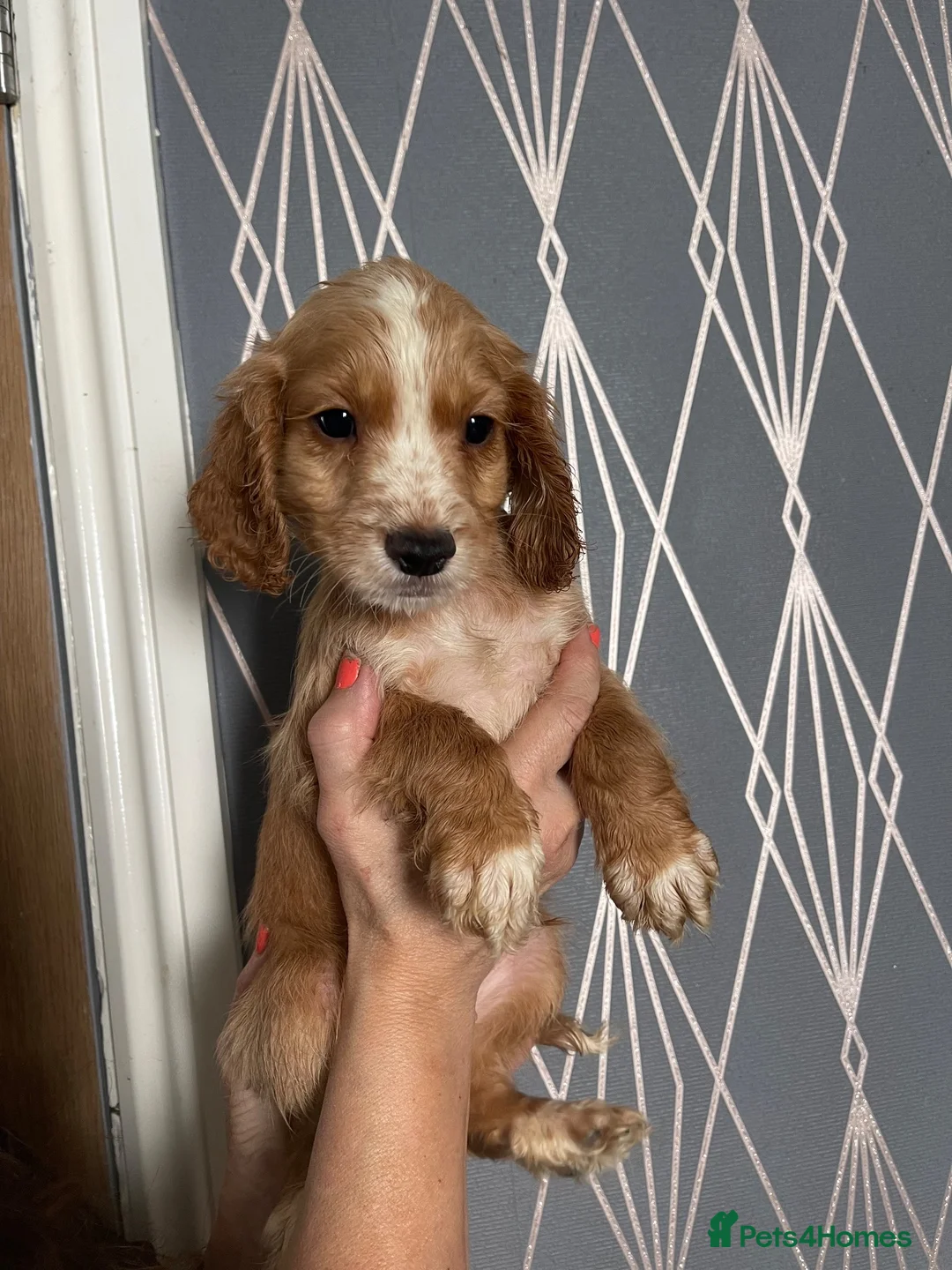 Cocker Spaniel dogs for sale: WORKING COCKER SPANIELS - Advert 2