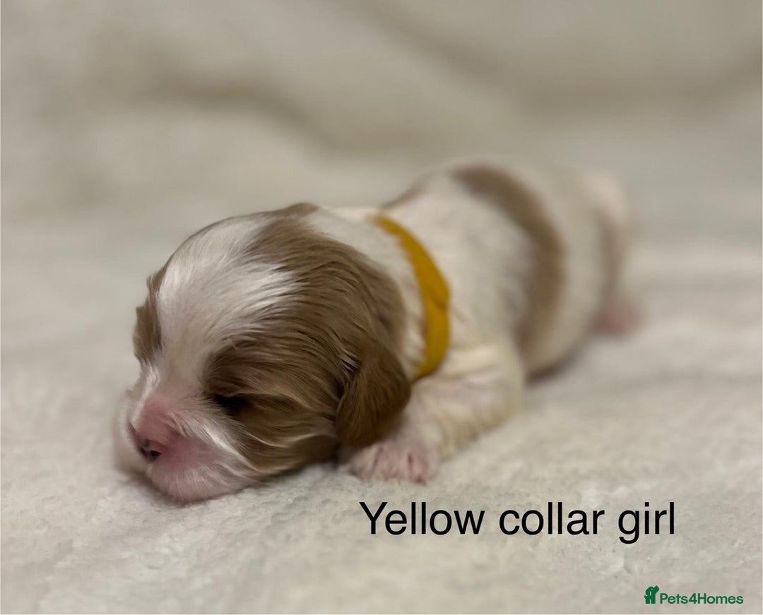 Cavapoo dogs for sale: F1B cavapoo puppies-extensively health tested - Advert 10