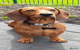 Dachshund dogs for stud: Beautiful Red Dachshund for Stud ONLY - Image 1