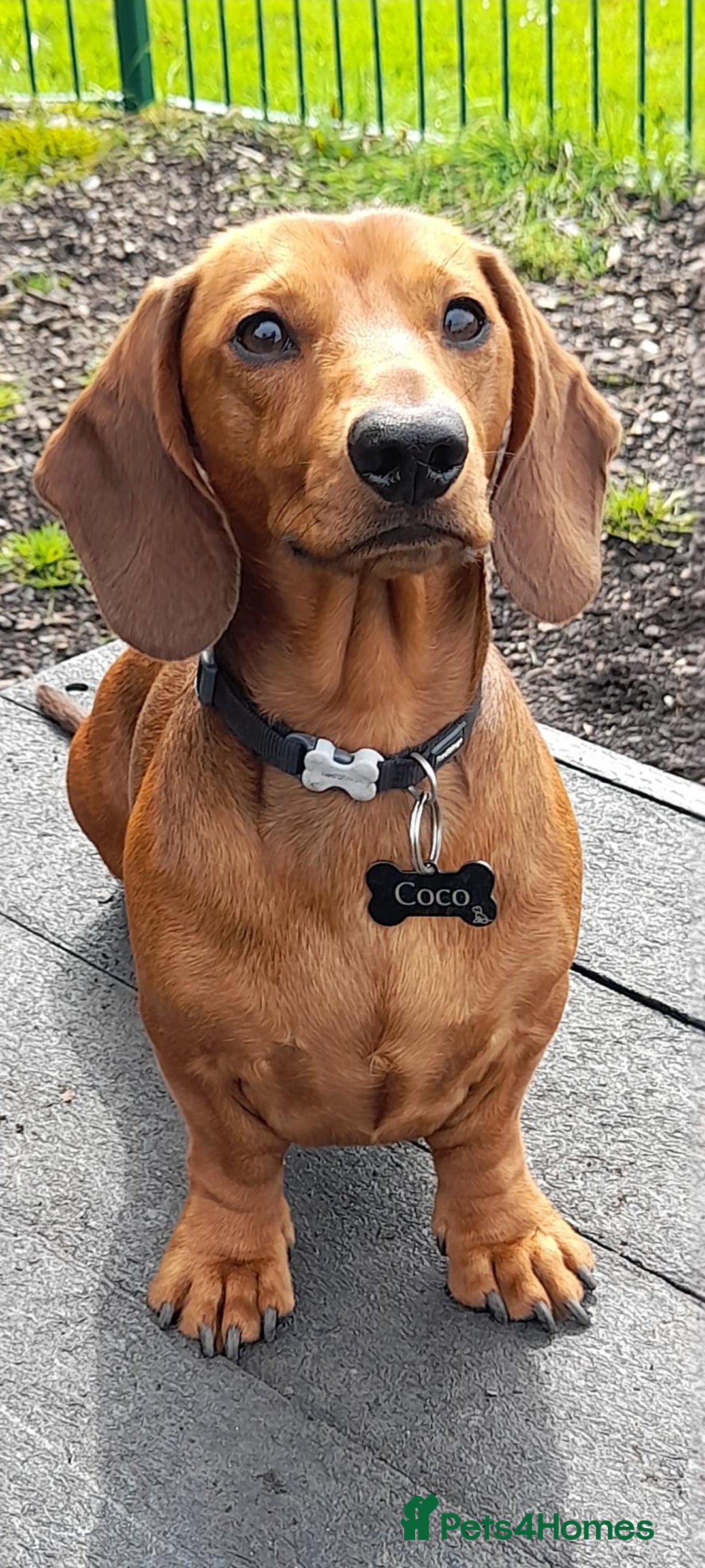 Dachshund dogs for stud: Beautiful Red Dachshund for Stud ONLY - Image 1