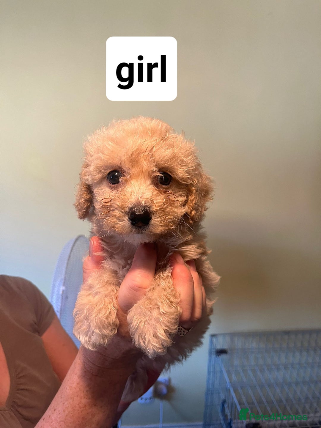 Poochon dogs for sale: 5 beautiful fluffy poochon puppies for sale - Image 2