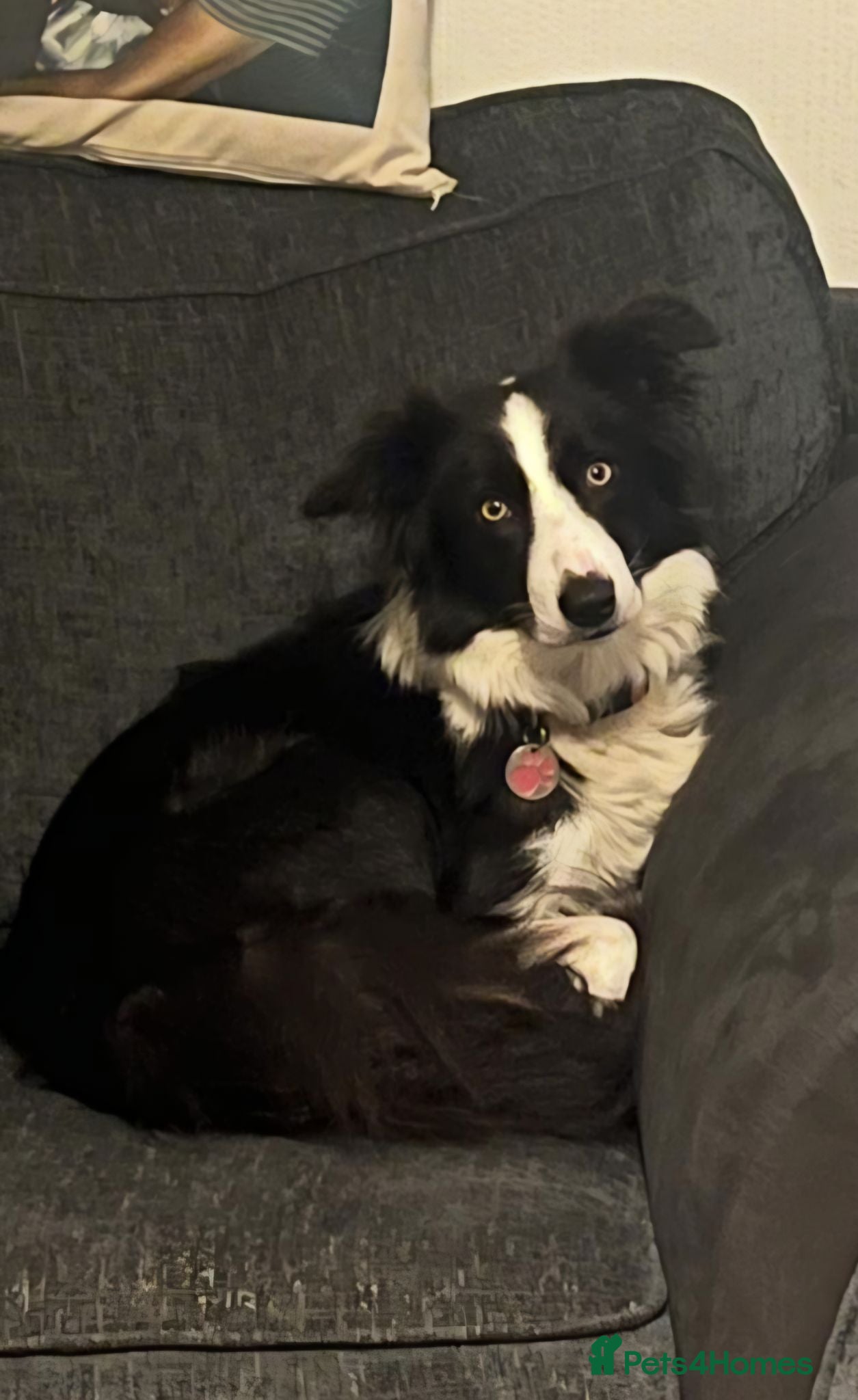 Border Collie dogs Border coller - female - 5 years - Advert 2