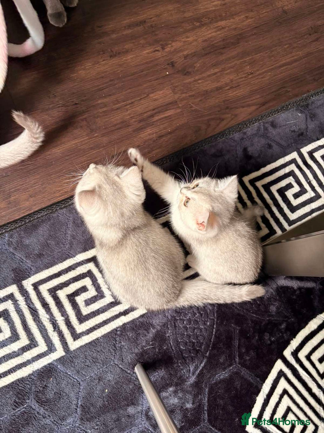 British Shorthair cats for sale: 2 lovely British short hair kitten girls - Image 4