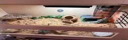Gecko reptiles for sale: Leopard gecko for sale  in Aldershot - Advert 2