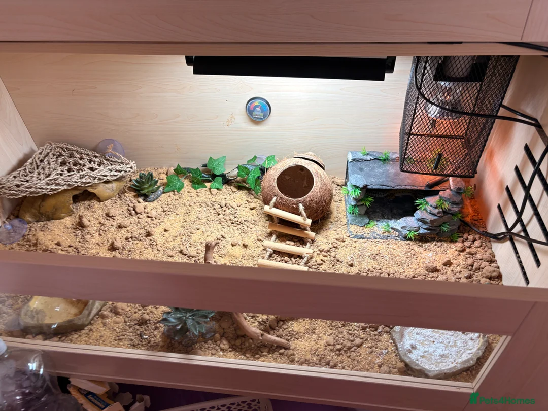 Gecko reptiles for sale: Leopard gecko for sale  in Aldershot - Advert 2