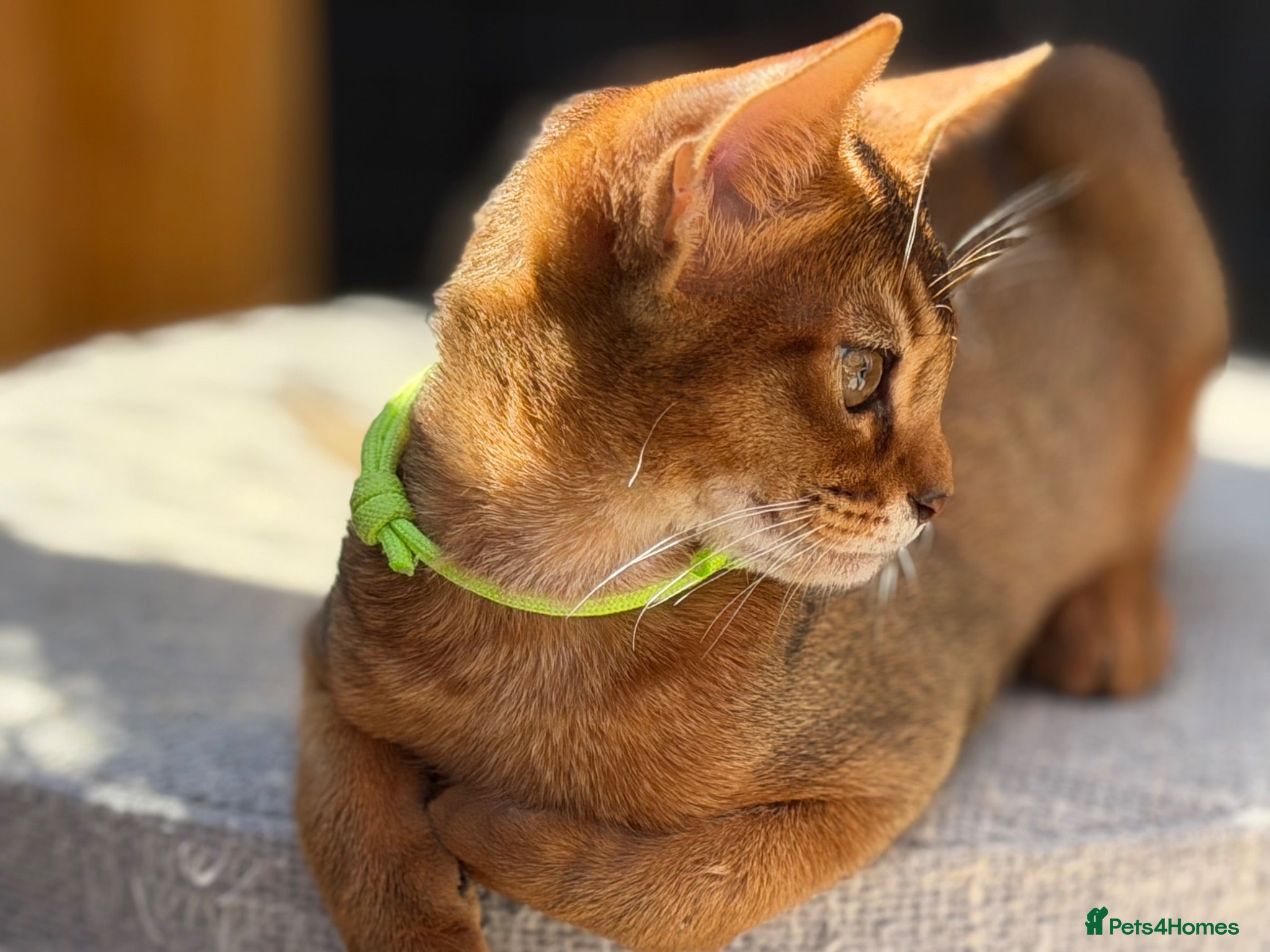 Abyssinian cats Pure breed Abyssinian kitten GCCF registered  - Advert 2