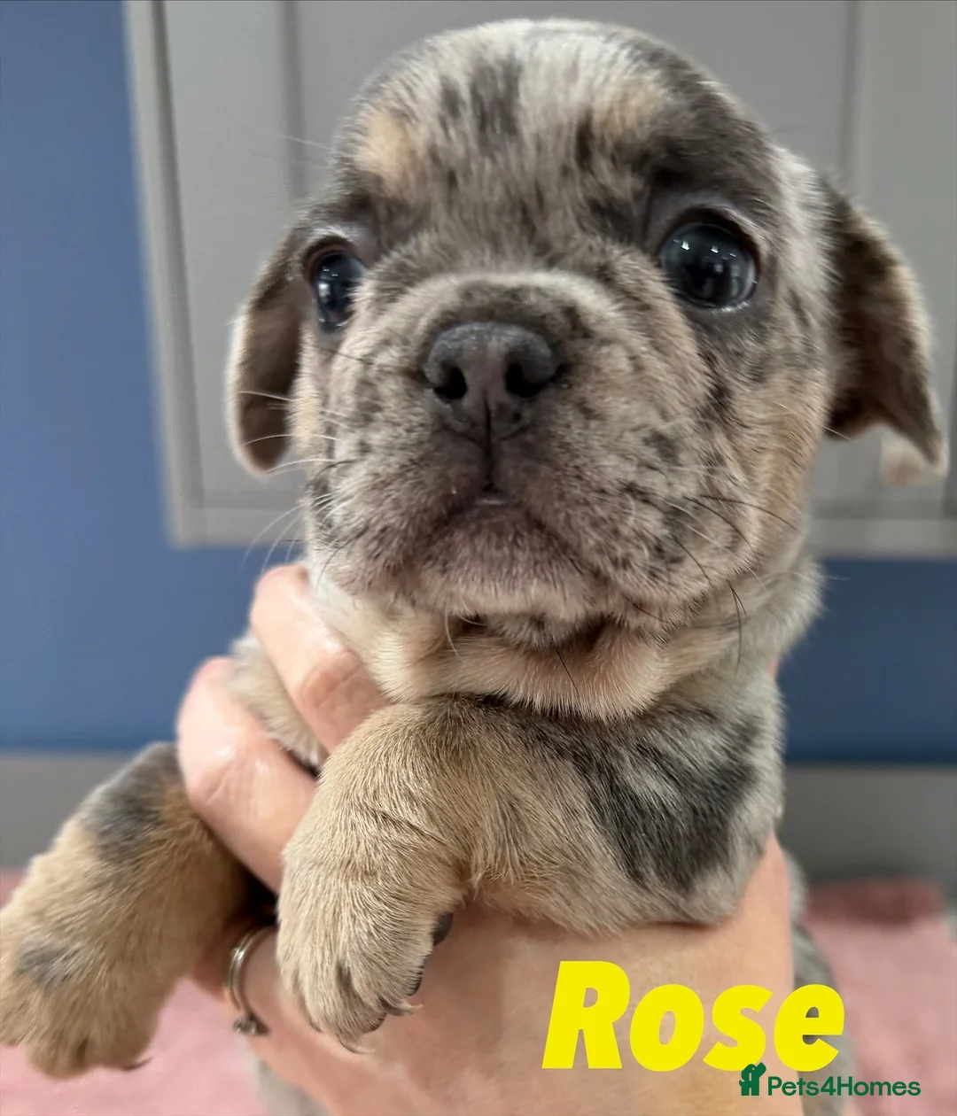 French Bulldog dogs for sale: French bulldog puppies - ready end of feb - Advert 10