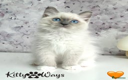 Ragdoll cats for sale: 🐾🩷*TICA REG* EU RAGDOLL KITTENS🌟 DNA CLEAR 🩵🐾 - Image 10