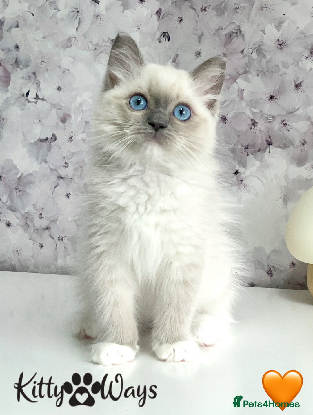 Ragdoll cats for sale: 🐾🩷*TICA REG* EU RAGDOLL KITTENS🌟 DNA CLEAR 🩵🐾 - Image 10
