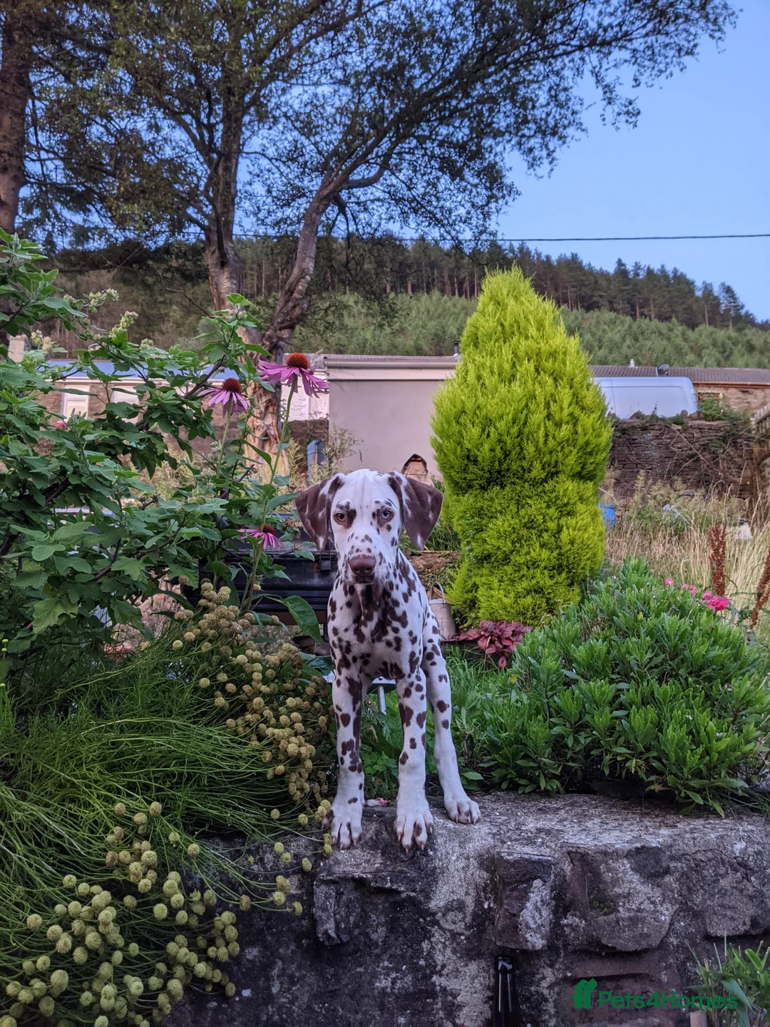 Dalmatian dogs for stud: Dalmatian stud. blue eyed Liver Spot/PROVEN in Bridgend - Advert 14