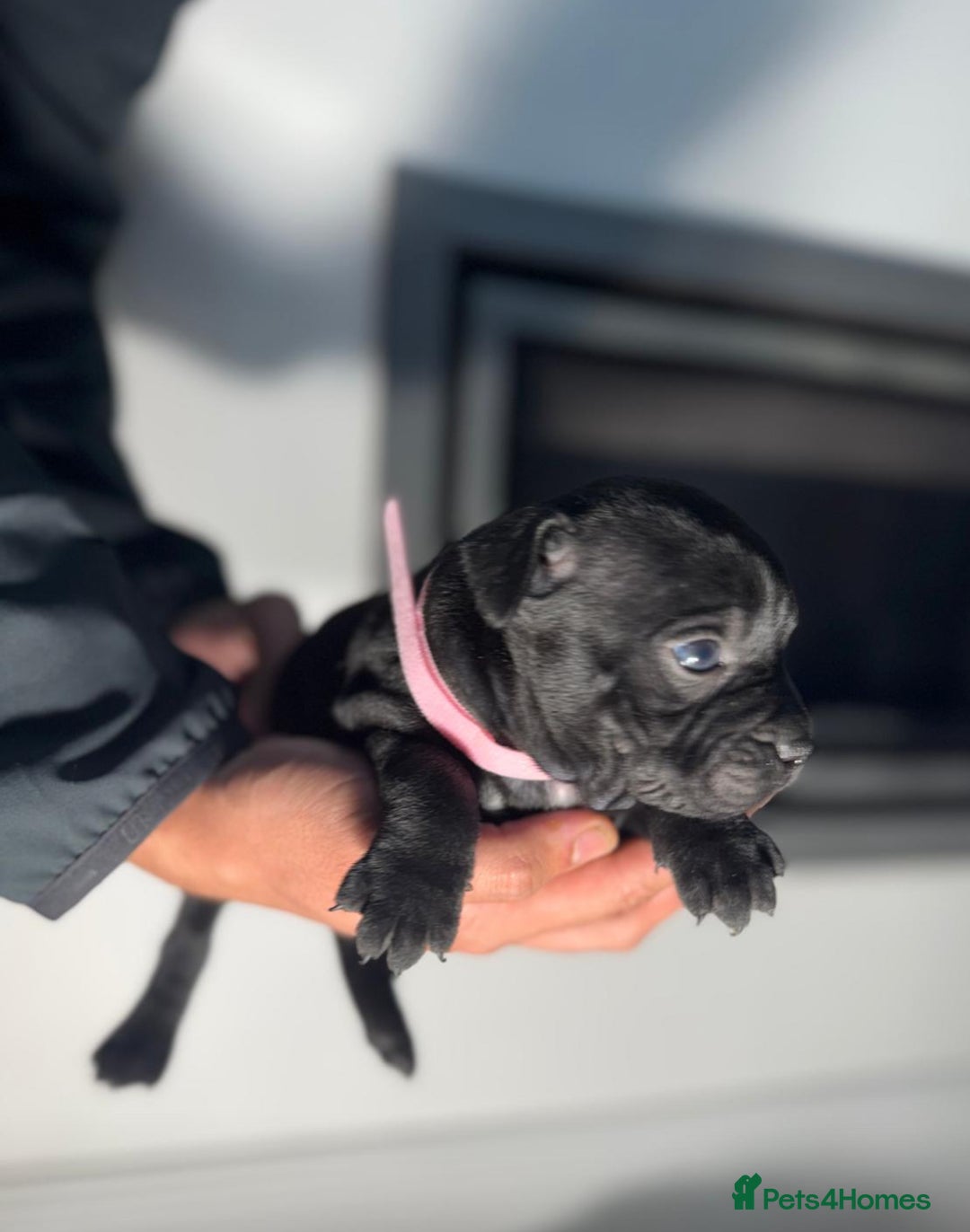Staffordshire Bull Terrier dogs for sale: True Example Staffordshire bull Terrier Puppies KC - Image 11