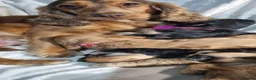 Cockapoo dogs for sale: Cockapoo❤️💜🩷🩵💙 - Advert 10