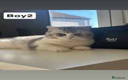 British Shorthair cats for sale: Beautiful British short haired males  - Image 6