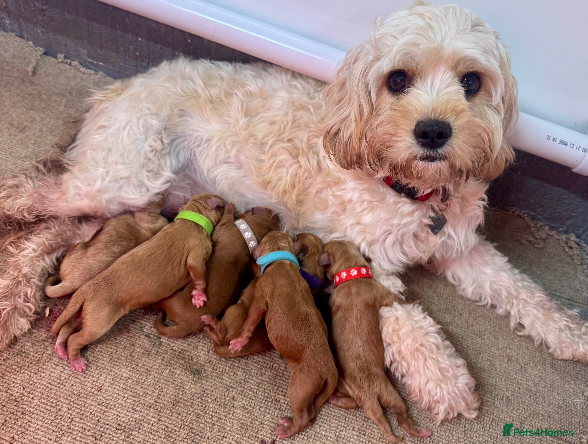 Cavapoo dogs 🐾 F1b cavapoos 🐾 - Advert 2